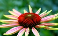 coneflower-011.jpg