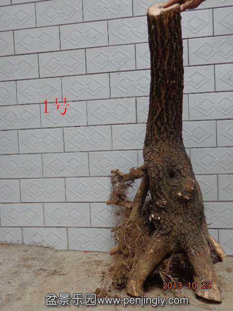 DSC00731_.jpg