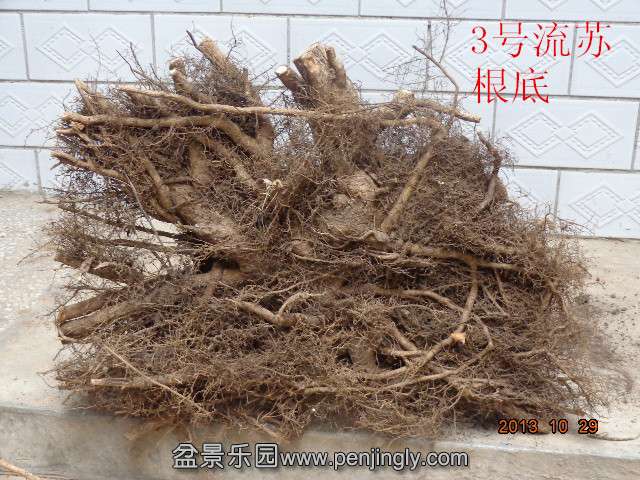 DSC00738_.jpg