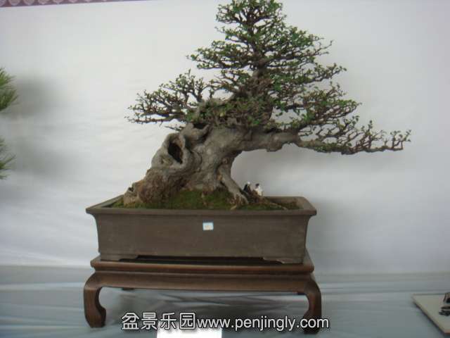 DSC08955.JPG