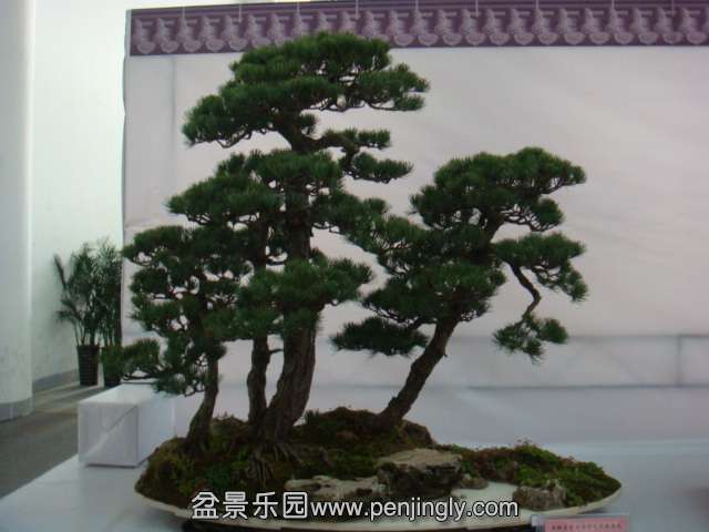 DSC08966.JPG