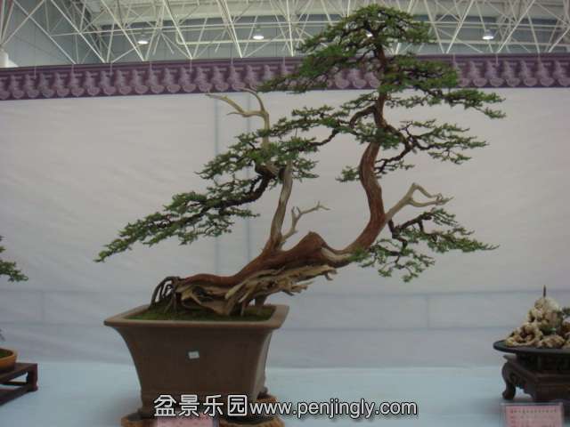 DSC08978.JPG