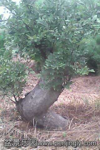 IMG0270A.jpg