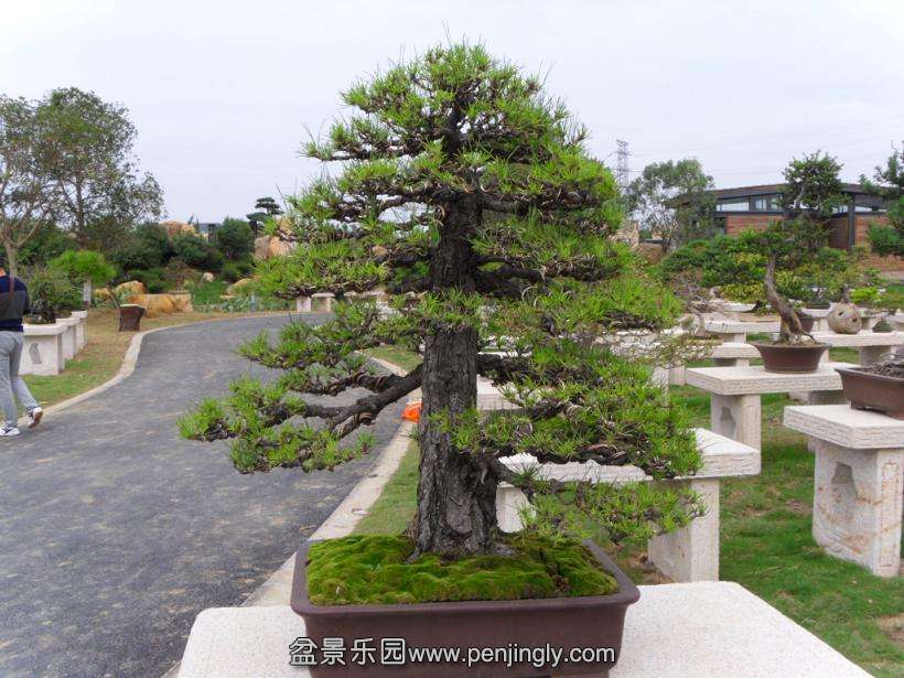 SDC12892.JPG
