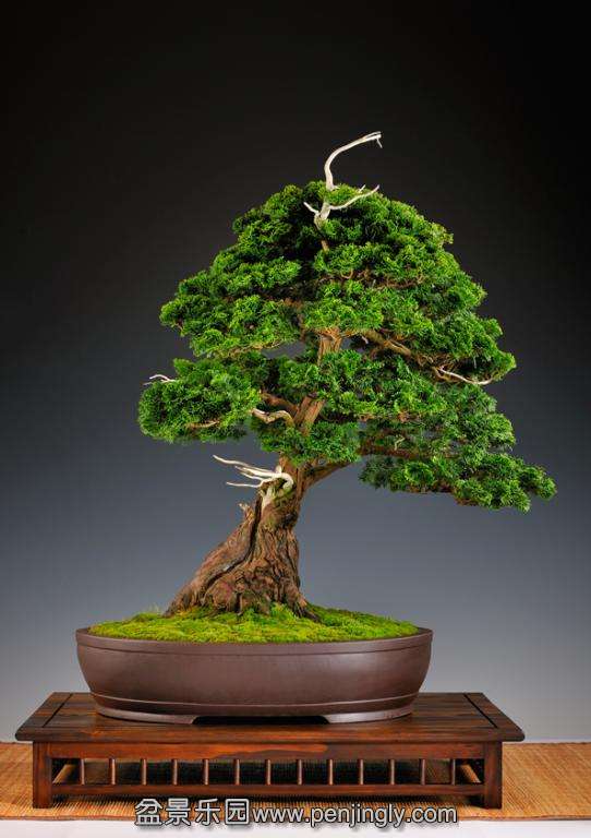 image_1116_gallery-various-bonsai.jpg