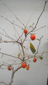 DSC05825.JPG