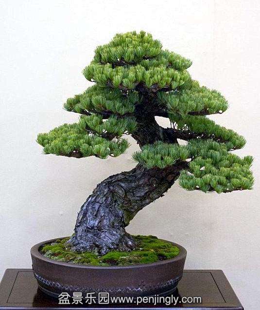 kokufuten-bonsai-japan17.jpg