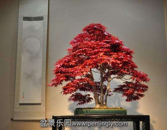 acer_bonsai_tree_in_omiya_1_20121022_1936437104.jpg