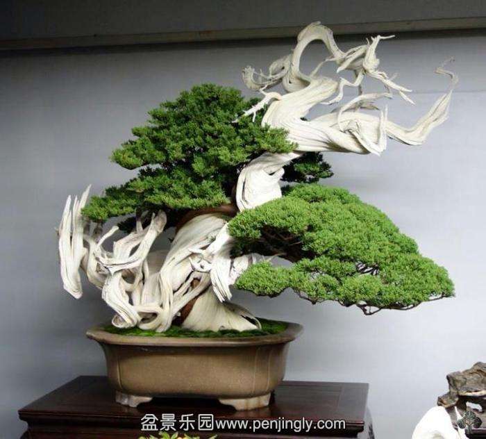 05-kokufuten-2013-juniper-bonsai.jpg