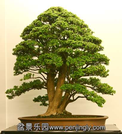 20090710-IMG_8622_410.jpg