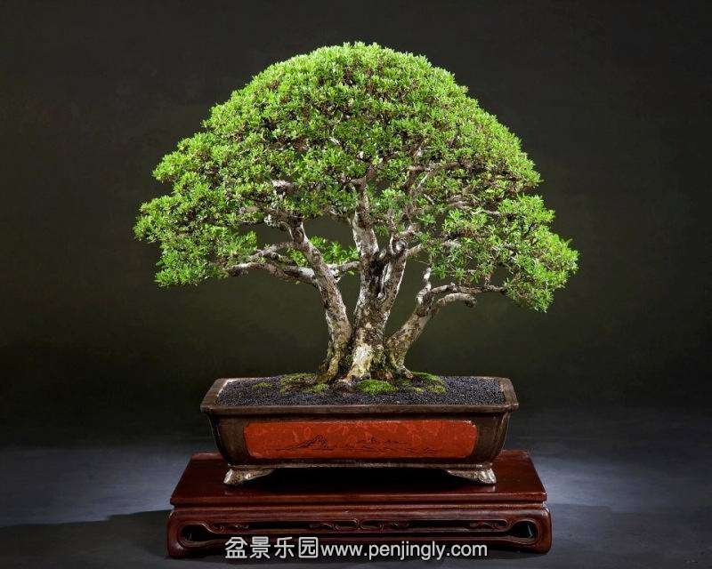 bbonsai_tree_1_20120905_1592123588.jpg