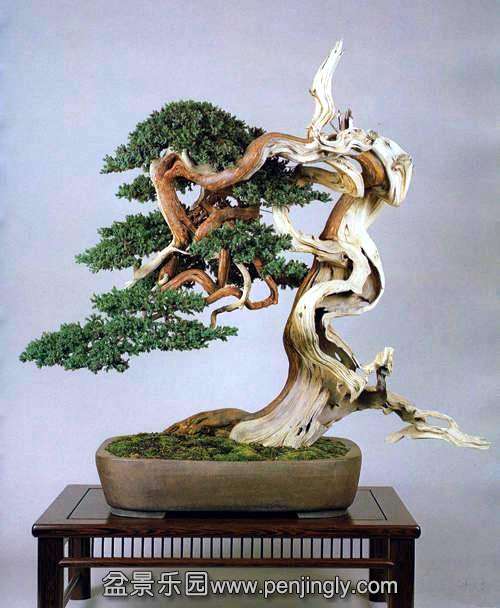 bonsai_1_20120907_1882912918.jpg