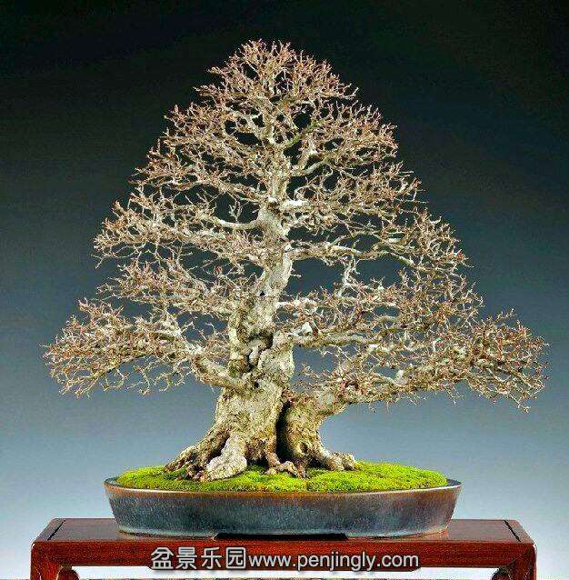 bonsai_by_enbapa_bonsaizen_1_20120919_1053908741.jpg