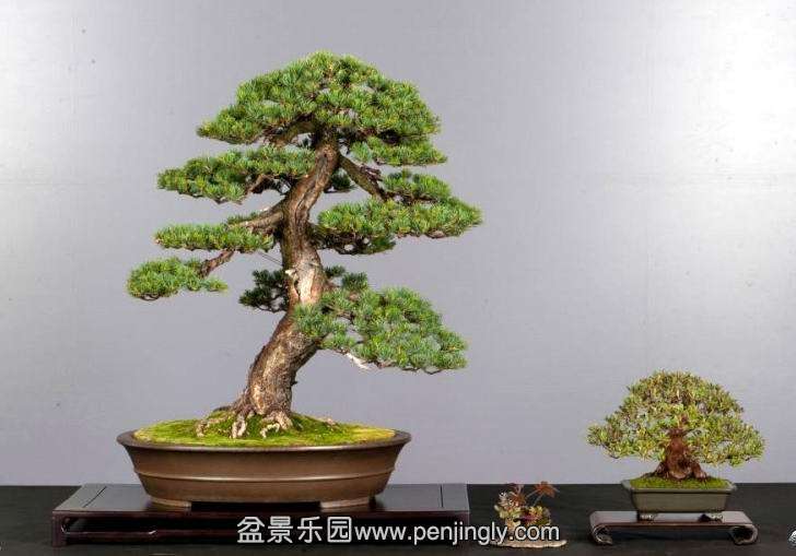 bonsai_display_by_sandor_papp_1_20120909_1395744968.jpg