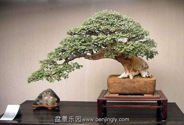 bonsai_feel-spirit_bonsai_1_20120904_1631157221.jpg