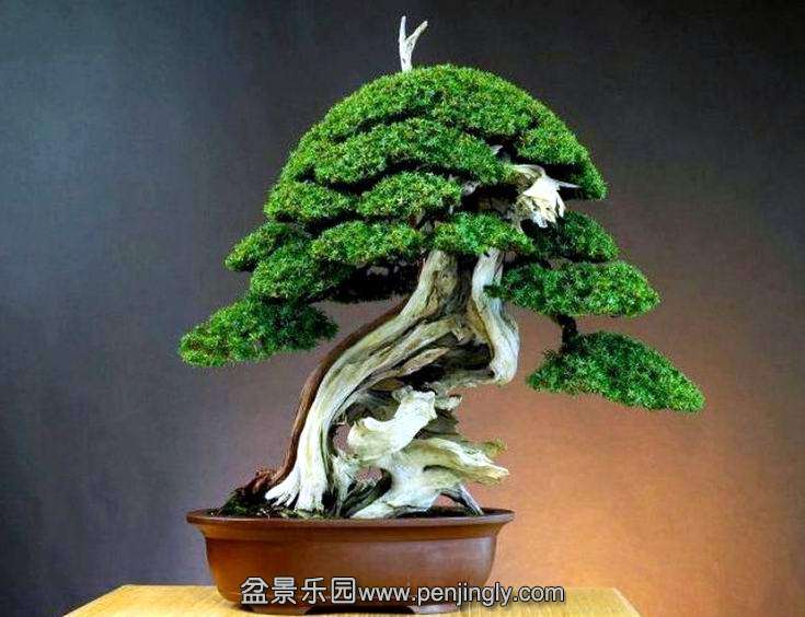 bonsai_tree_1_20121111_2066360284.jpg
