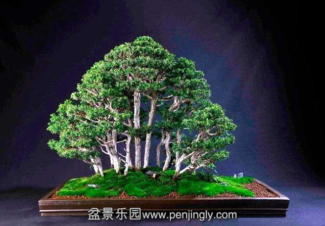ctop_bonsai_20111228_2061709047.jpg