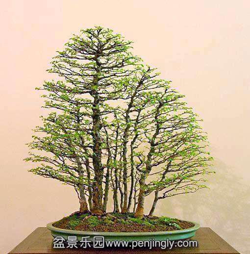 forest_bonsai_1_20130204_1268680943.jpg