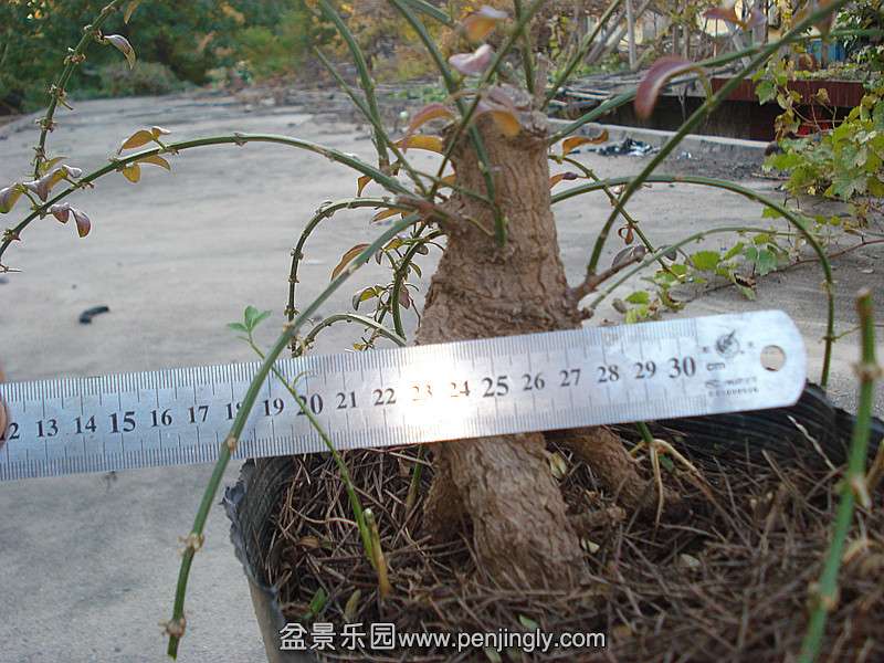 DSC06516_.jpg