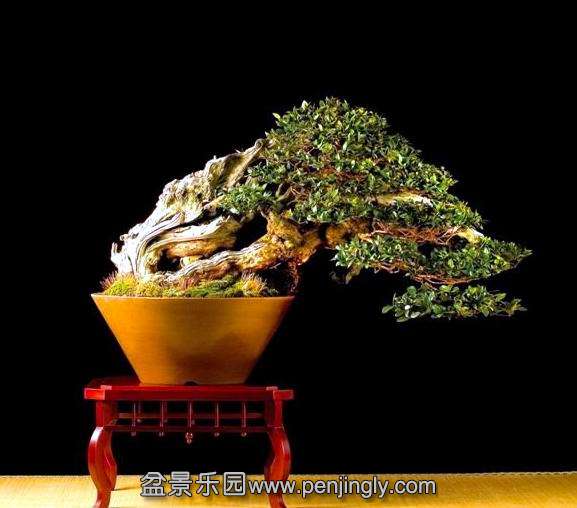 top_bonsai_20111228_1369184538.jpg