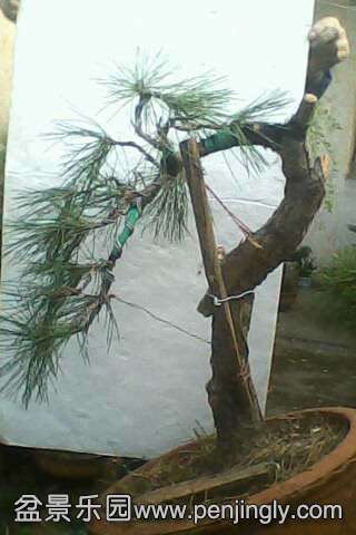 һ�β����޼�̫�أ�����֦����δ������λ