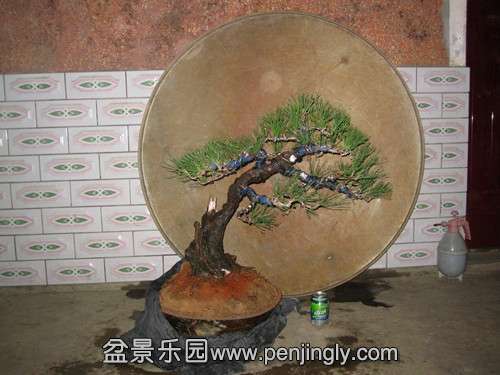 IMG_6433_.jpg