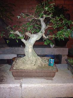 IMG_0567.JPG