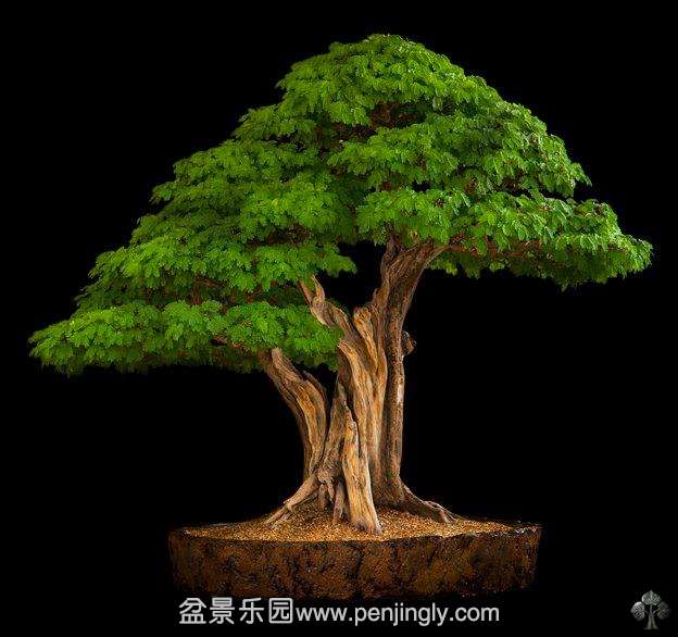 top_bonsai_20111228_2037970781.jpg