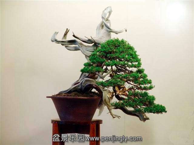 top_bonsai_20111228_1826050543.jpg