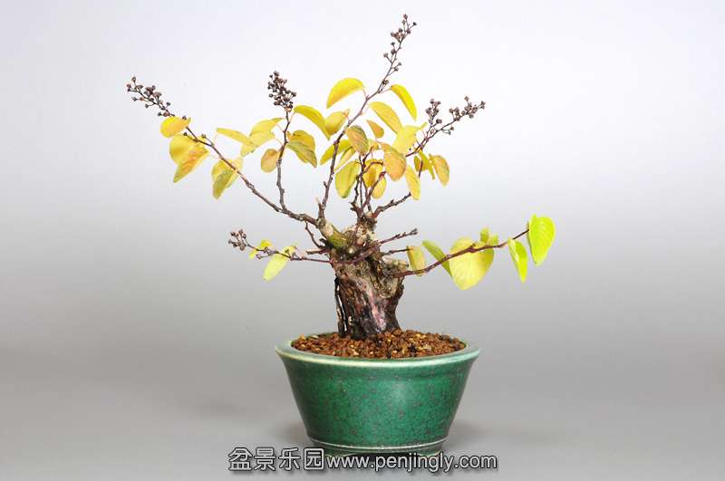 bonsai-1.jpg13.jpg