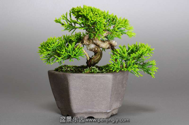 bonsai-1.jpg4.jpg