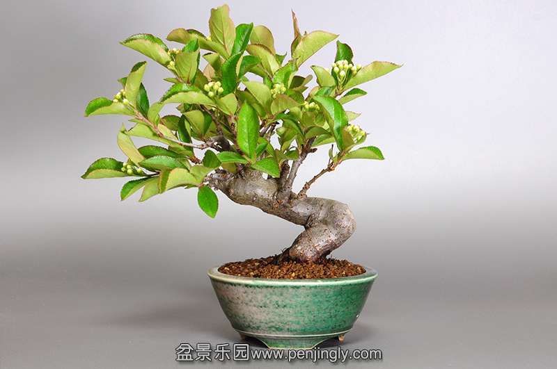 bonsai-1.jpg16.jpg
