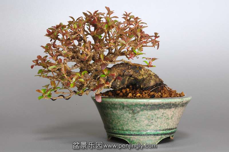 bonsai-1.jpg17.jpg