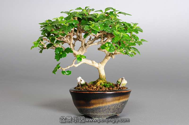 bonsai-1.jpg19.jpg