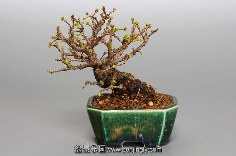 bonsai-1.jpg20.jpg