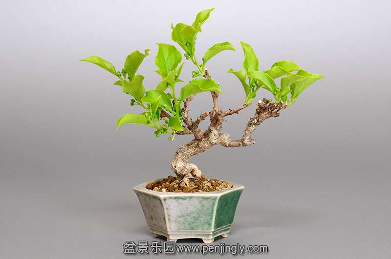 bonsai-1.jpg22.jpg