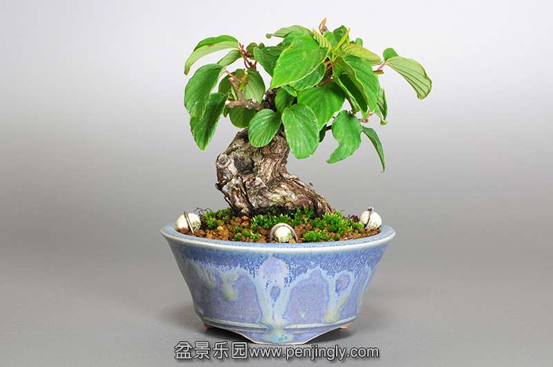 bonsai-1.jpg21.jpg