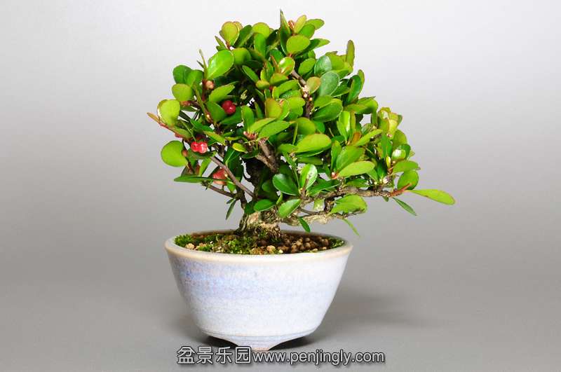 bonsai-1.jpg23.jpg