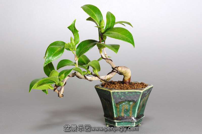 bonsai-1.jpg25.jpg