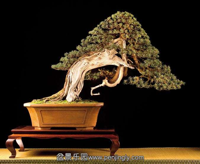 Mugo-Pine_UBI_MENTION_20111.jpg