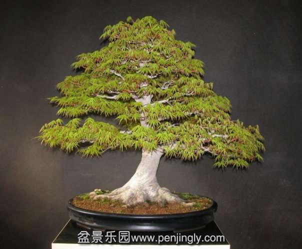 Momiji-Maple.jpg