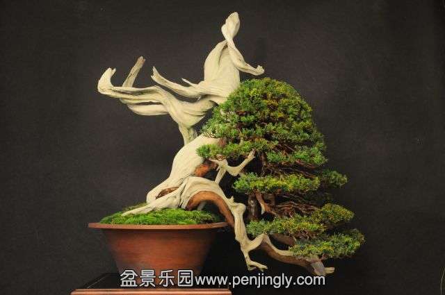 Kimura_Juniper140110.jpg