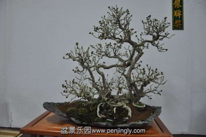 192412ay5mgogmotyp85g6_jpg_thumb.jpg
