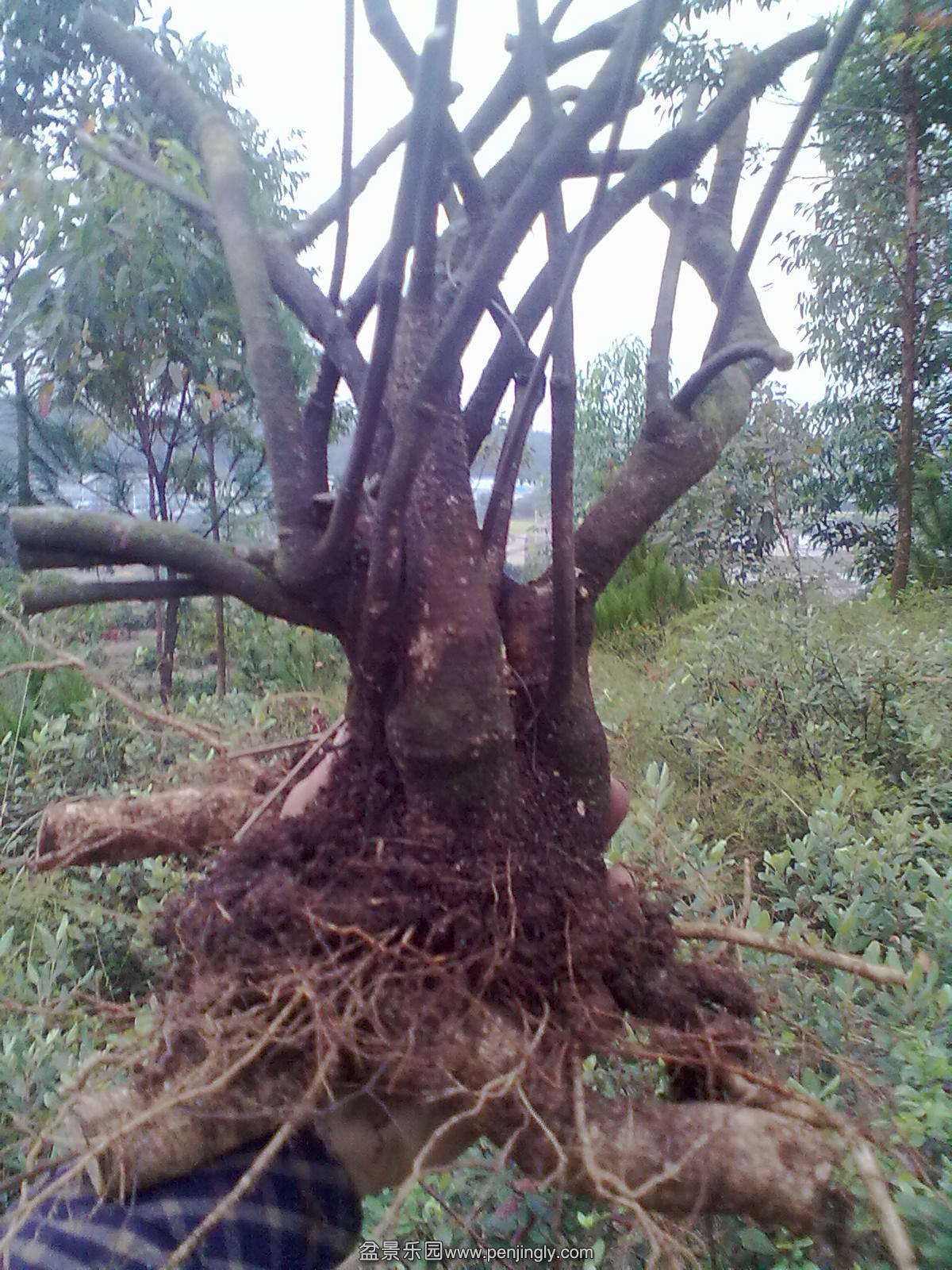 20131111177.jpg