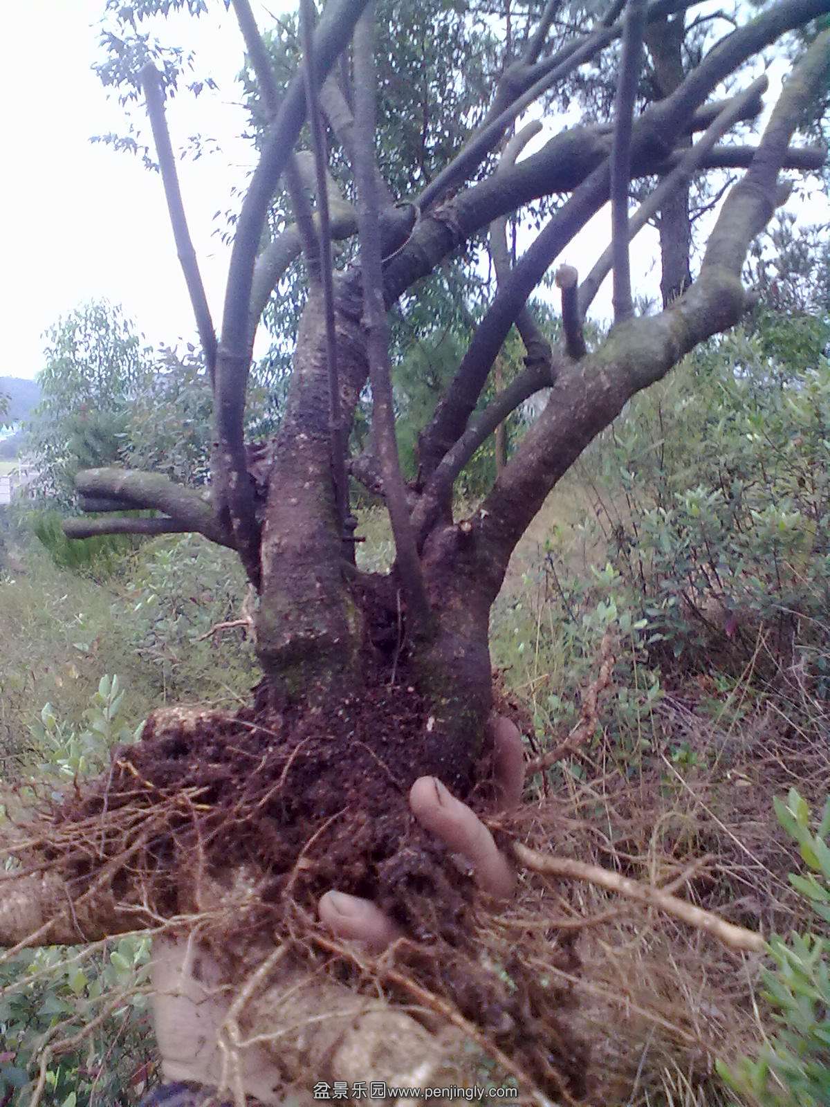 20131111178.jpg