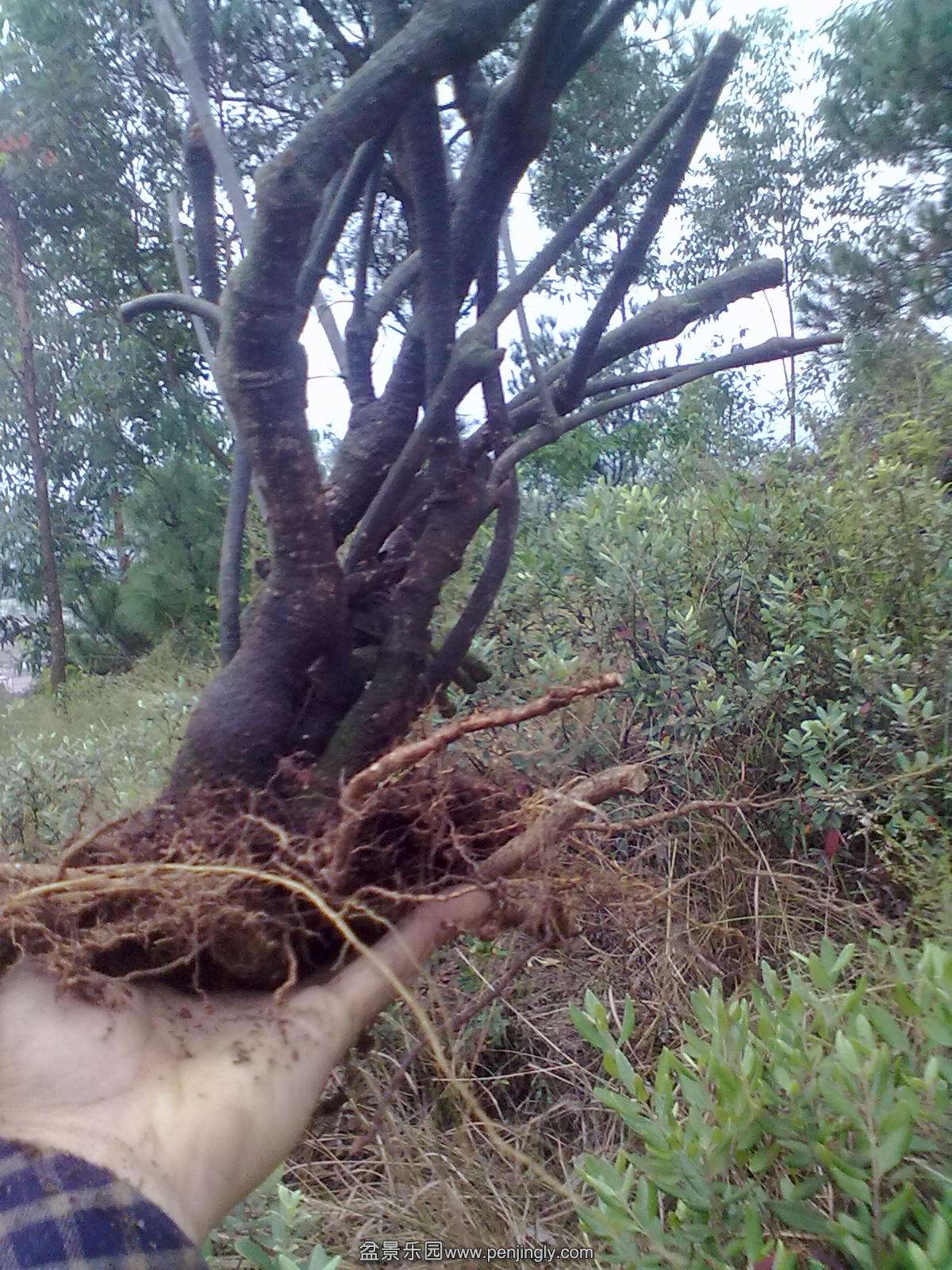 20131111179.jpg