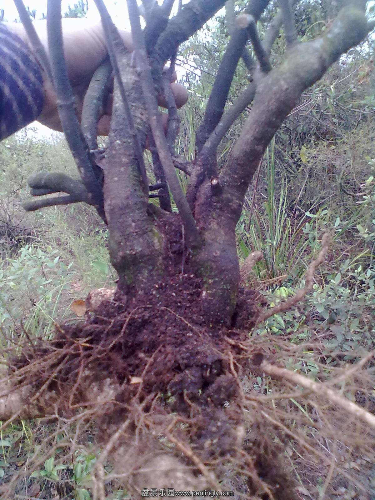 20131111181.jpg
