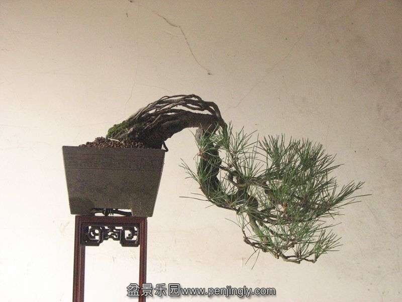 IMG_0082_.jpg