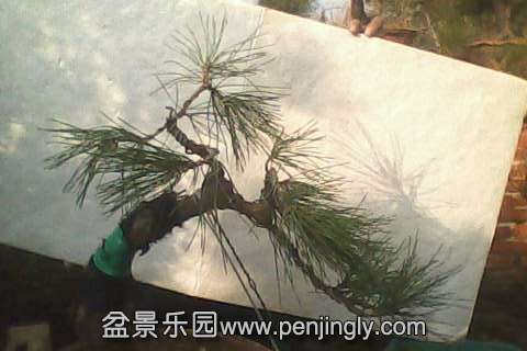 IMG0544A.jpg
