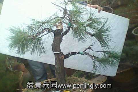 IMG0548A.jpg